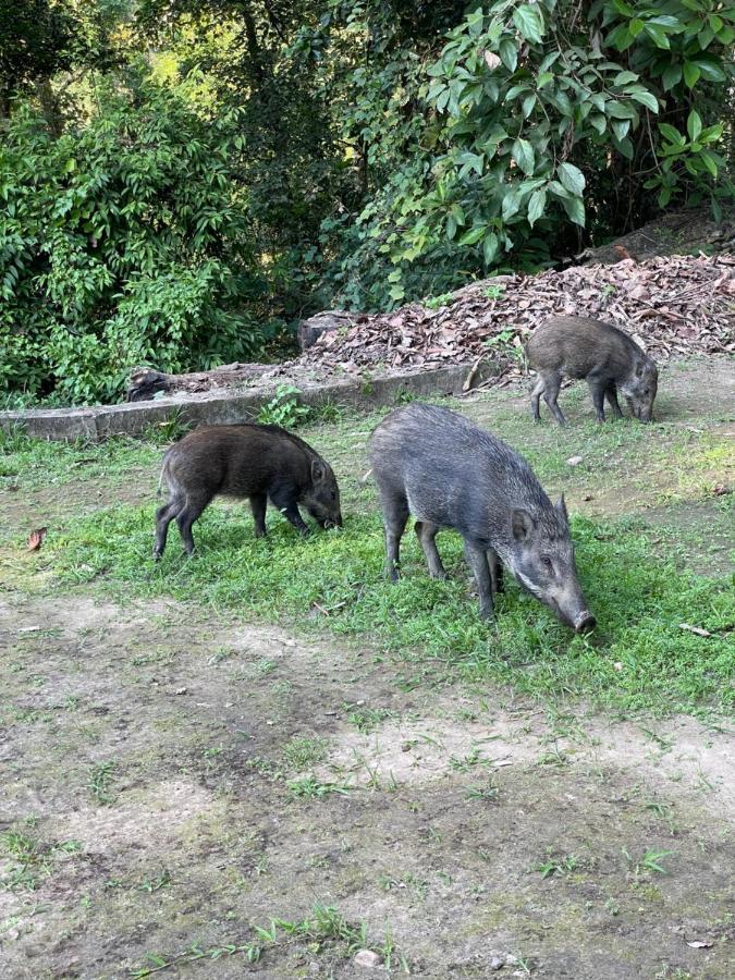 Hotel Chitwan Park Village Sauraha Buitenkant foto