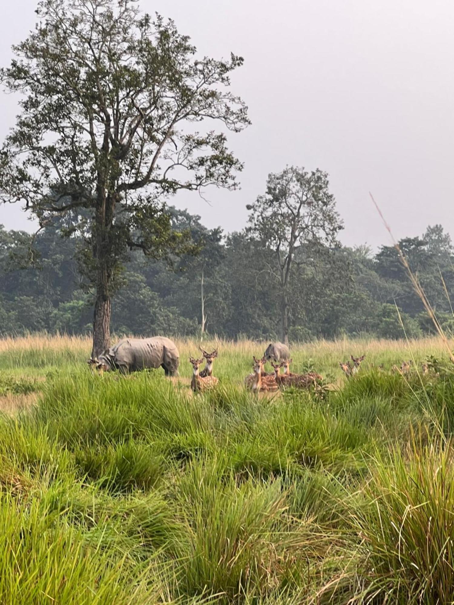 Hotel Chitwan Park Village Sauraha Buitenkant foto